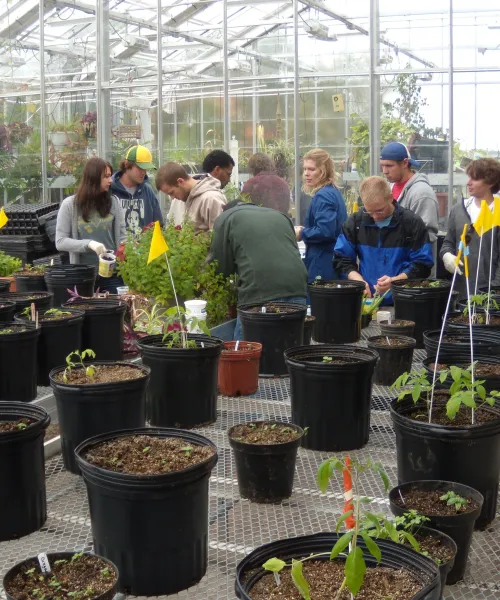 students working in the greenhouse