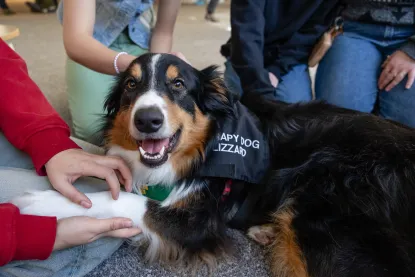 Therapy dog smiling at the camera while three sets of hands pet them