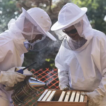 Two people in beekeeper suits tend to bees 