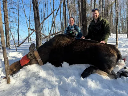 Two people pose outdoors in winter with a sedated moose waiting to be fitted with a GPS tracker