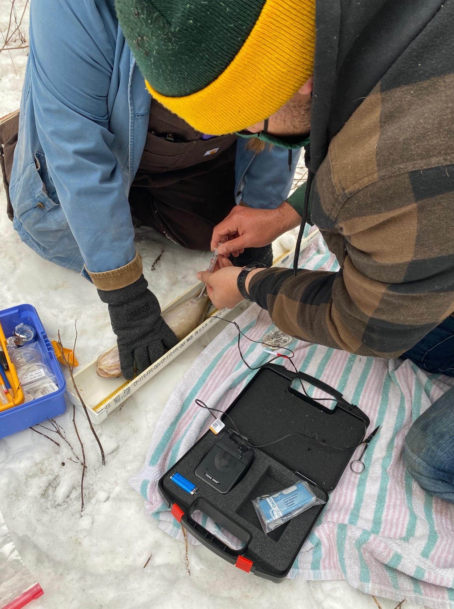 Collecting eggs from a live adult burbot