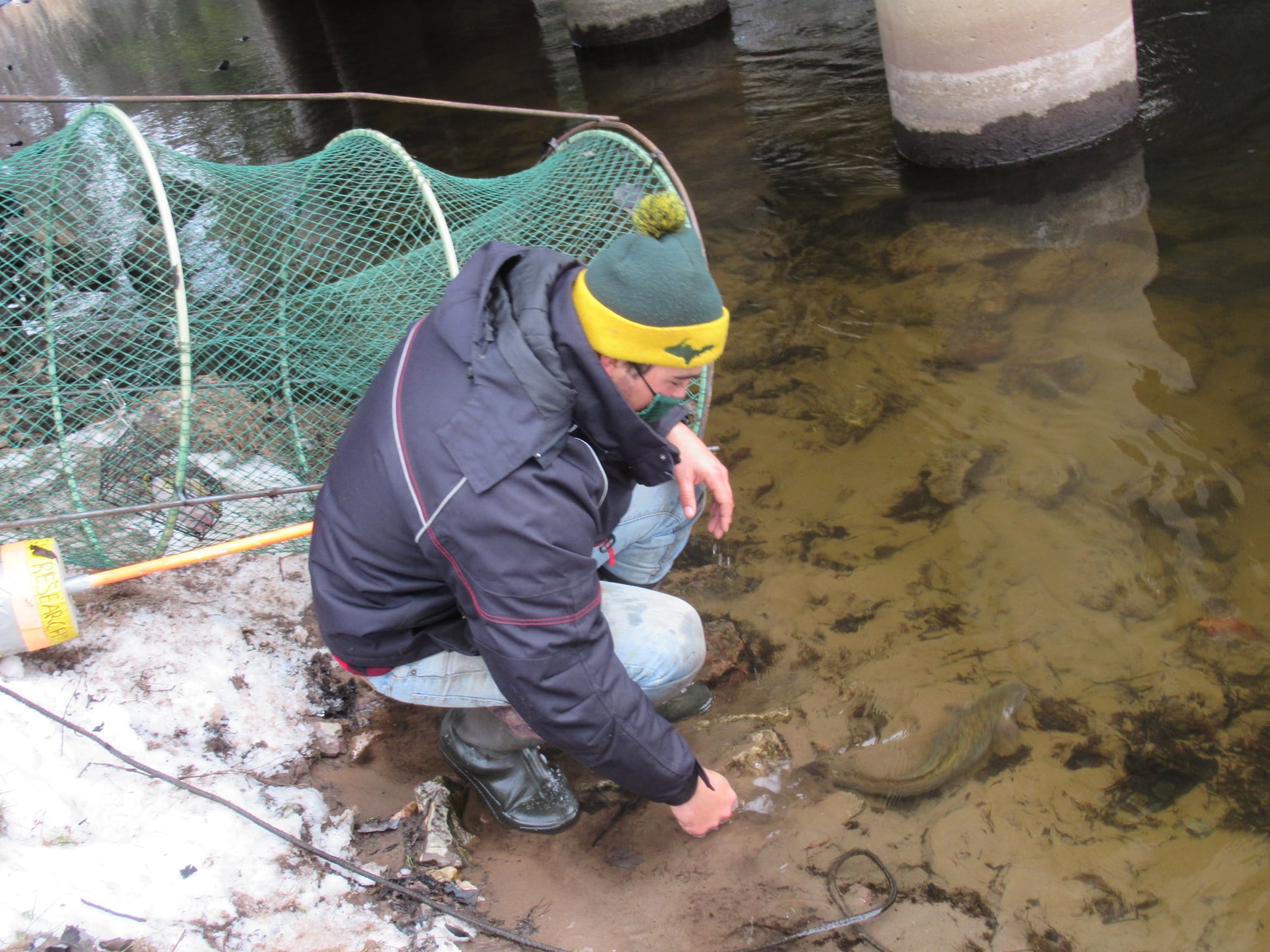 releasing a burbot after capture and egg sampling