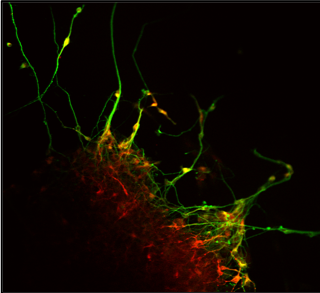 Cortese Lab Research Graphic