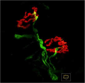 Confocal image