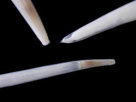 Labiostomum pinworm