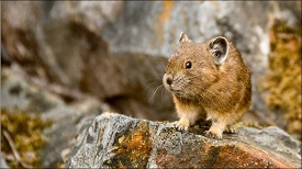 American pika sitting on a rock