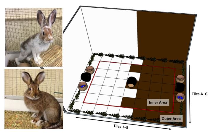 snowshoe hares and behavior diagram
