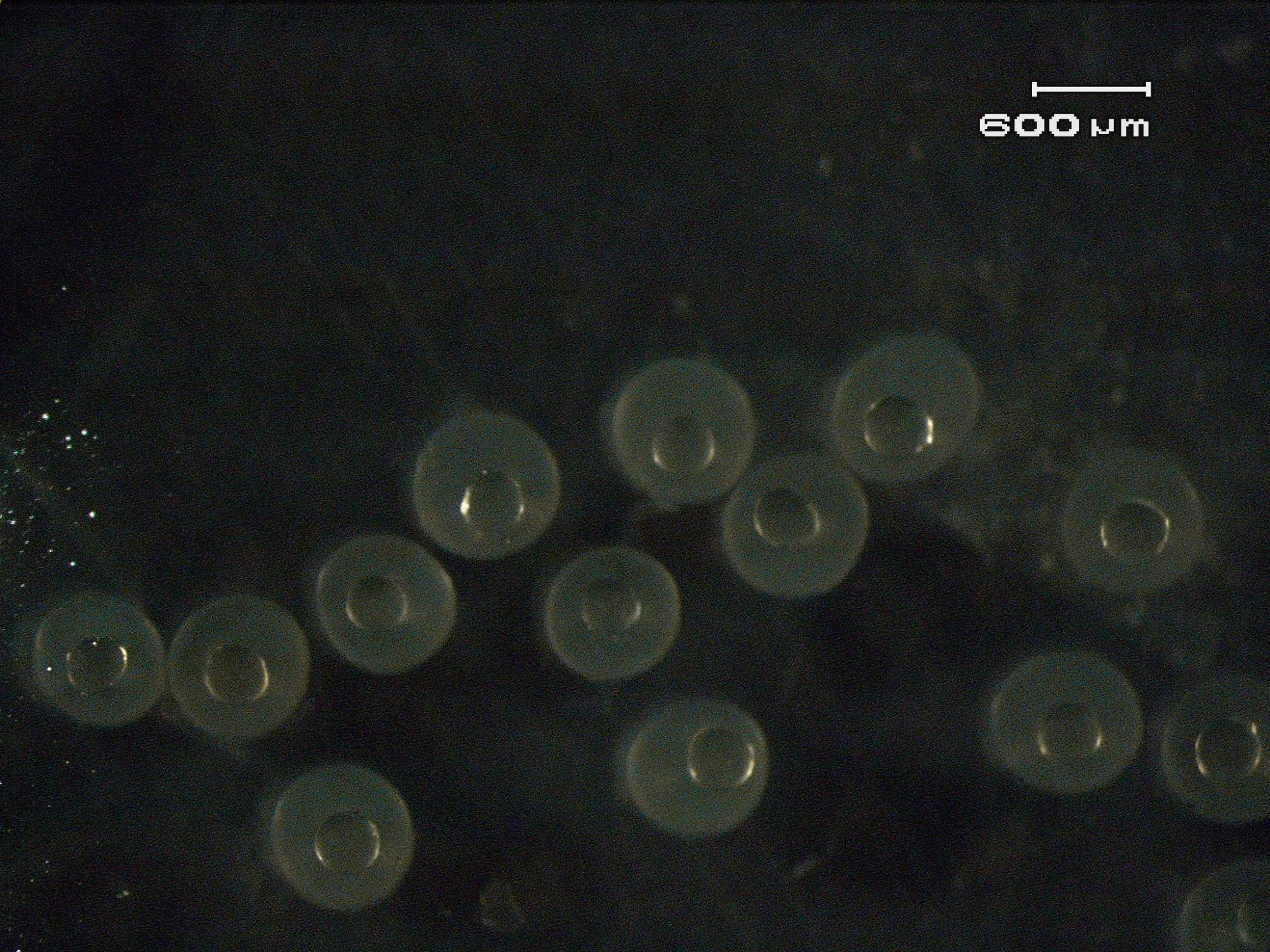 unfertilized burbot eggs that are about 3 days before final maturation and spawning