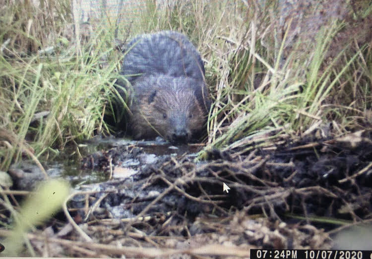 beaver walking through marsh grass