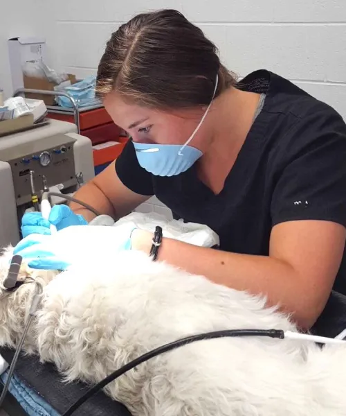 Pre-vet student cleaning dog's teeth