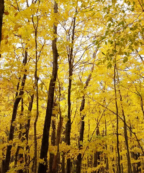 Golden maple leaves in autumn
