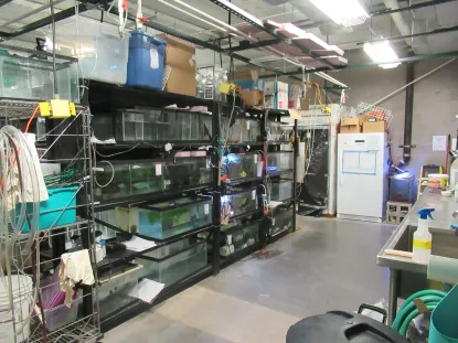 A view of aquaria in the NMU Aquatics Lab