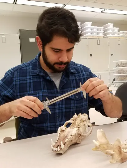 Manuel Arafat measuring a wolf skull