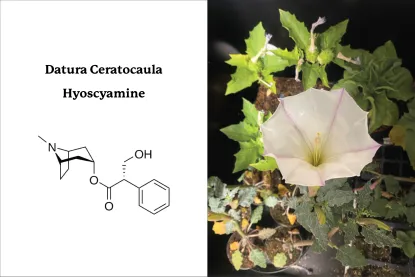 Datura Ceratocaula, Hyoscyamine