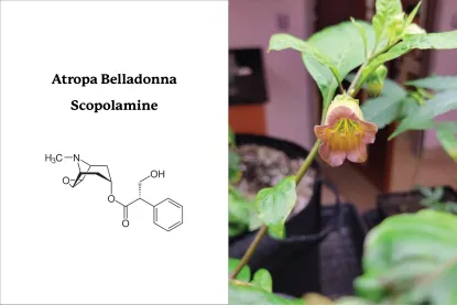 Atropa Belladonna, Scopolamine