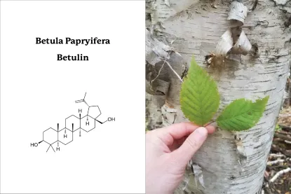 Betula Papryifera, Betulin