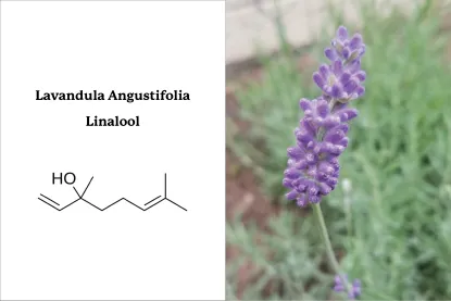 Lavandula Angustifolia, Linalool