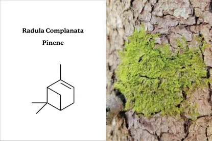 Radula Complanata, Pinene