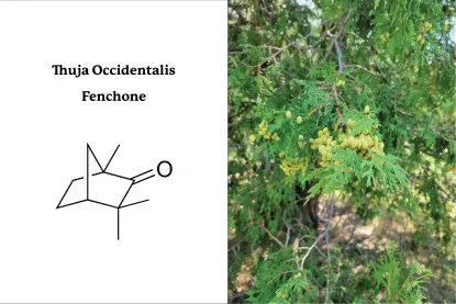Thuja Occidentalis, Fenchone