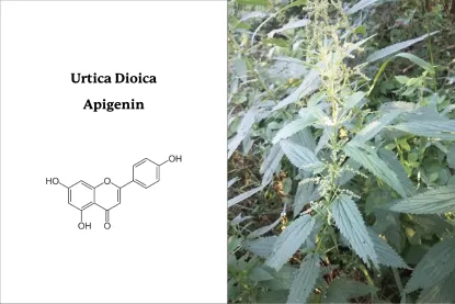 Urtica Dioica, Apigenin
