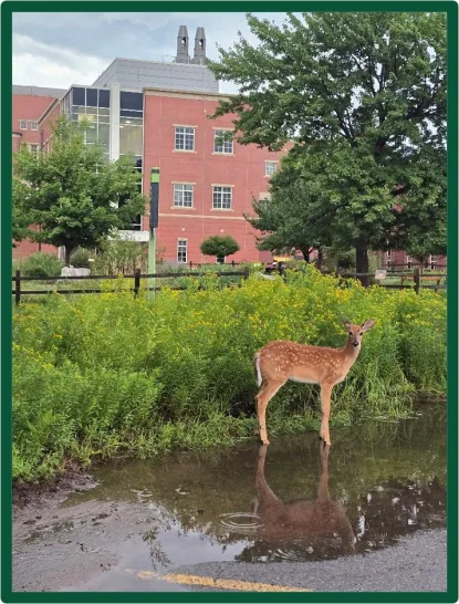 Fawn standing in puddle across from Weston Hall on the Campus of NMU.