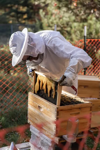 Student in protective clothing removing honeyed tray from apiary
