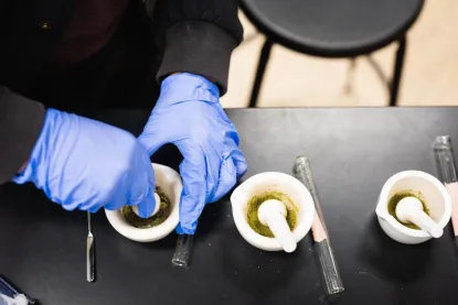 Hands in rubber gloves mixing green substance in one of three mortar and pestles