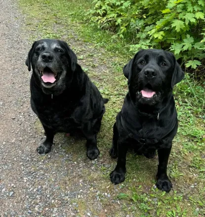 For questions regarding animal accommodations, please contact Disability Services at 906-227-1737.