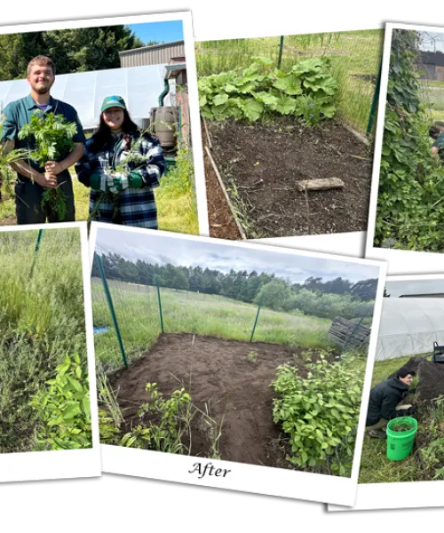 glcc projects mosaic