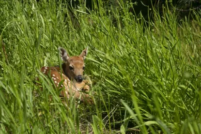 fawn laying down in long grass