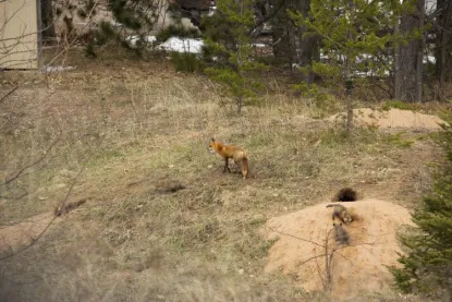 a mother fox watching over her pups as they play near their den