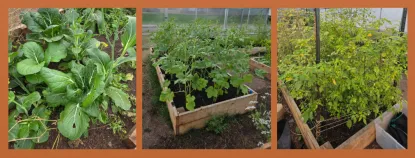 Cultural garden beds from left to right: African American, Asian American, Mexican/Latin American