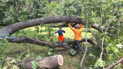 hogan tree cut