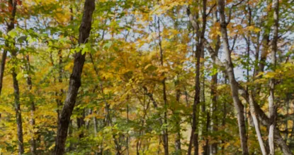 nrm banner, woods in fall