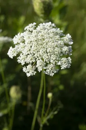 close up of queen anne's lace