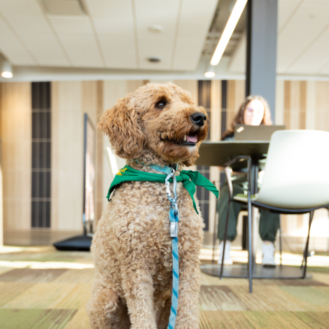 a dog wearing a green bandana