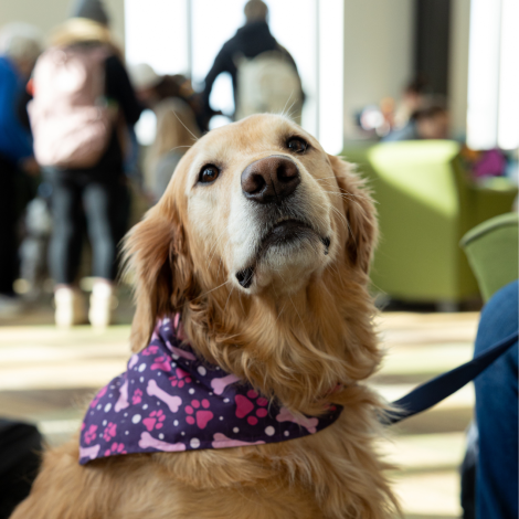 a golden retriever wearing a purple and pink bandana 