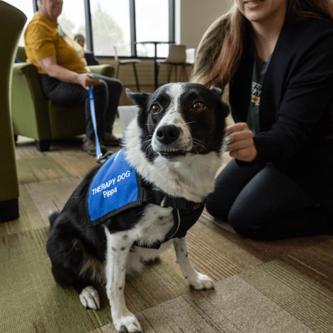 Black and white dog wearing a blue Therapy Dog vest at NMU's Animal Therapy event.