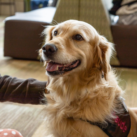 A golden retriever wildpup at NMU's Animal Therapy event.