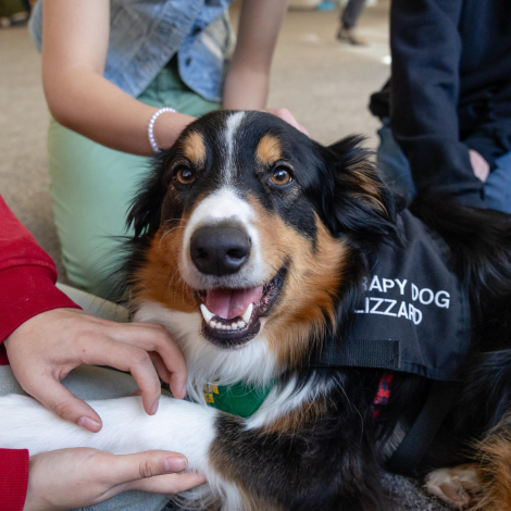 A therapy dog wearing an NMU bandana being petted by students at a Wildpups event.