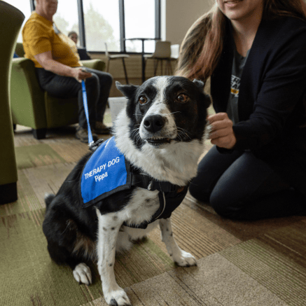 Black and white dog wearing a blue Therapy Dog vest at NMU's Animal Therapy event.