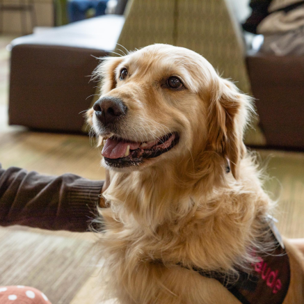 A golden retriever wildpup at NMU's Animal Therapy event.