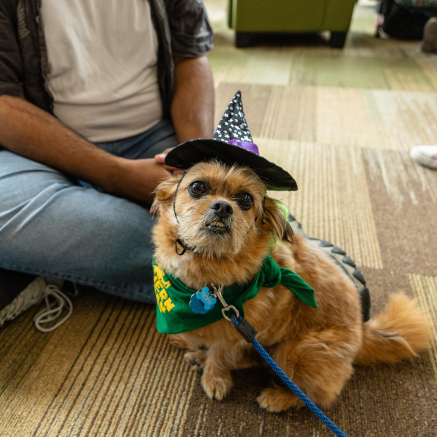 A small brown dog wearing an NMU bandana and a witch hat at a Wildpups event.