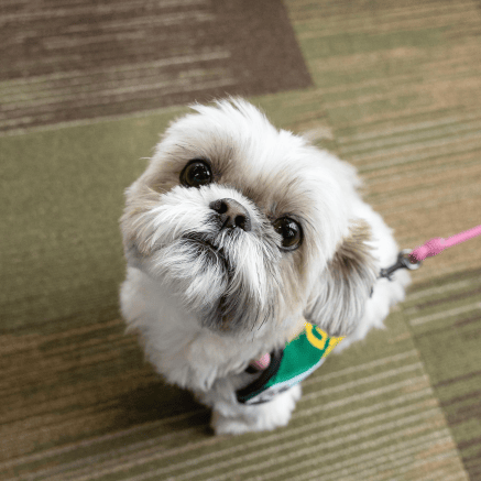 A small white dog wearing an NMU bandana at a Wildpups event.