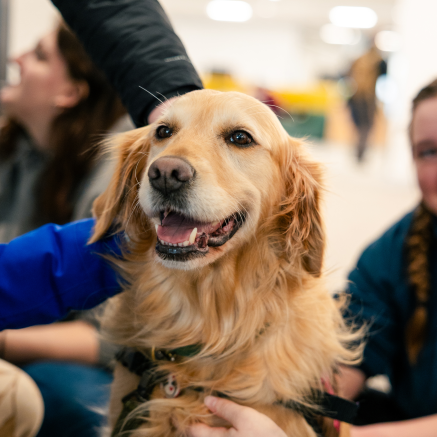 A golden retriever Wildpup being petted by NMU students at a therapy animal event.