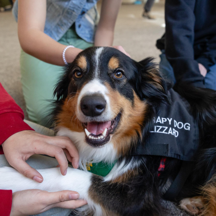 A therapy dog wearing an NMU bandana being petted by students at a Wildpups event.