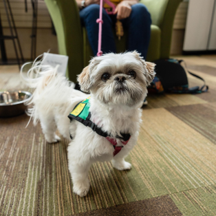 Shih Tzu wildpup at NMU's Animal Assisted Therapy event.