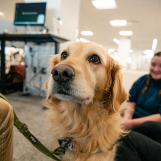 A golden retriever Wildpup being petted by NMU students at a therapy animal event.