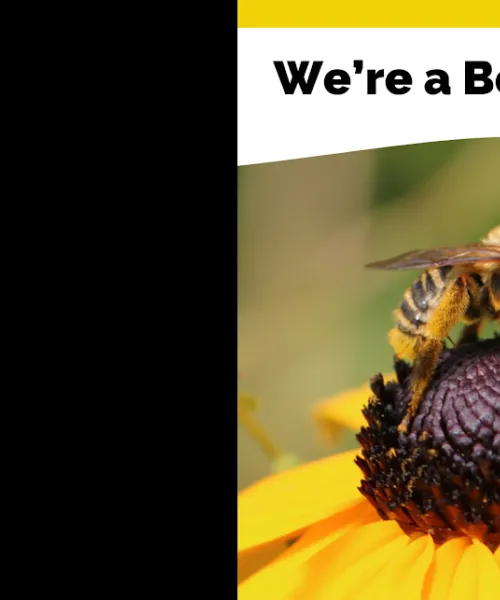 Bee on a flower with text: We're a Bee Campus!