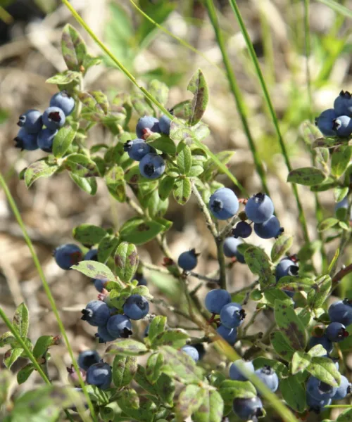 Blueberries by Native American Studies at NMU. Picked August 2010. Courtesy of Center For Native American Studies